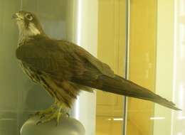 Image of Eleonora's Falcon