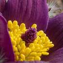 Image of mountain anemone
