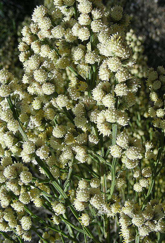 Image of Baccharis articulata (Lam.) Pers.