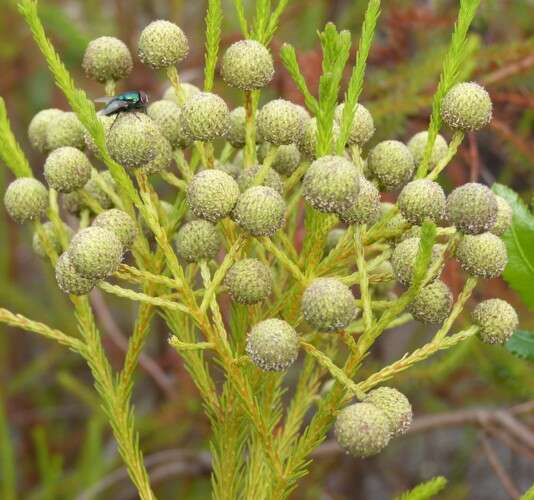 Berzelia lanuginosa (L.) Brongn. resmi