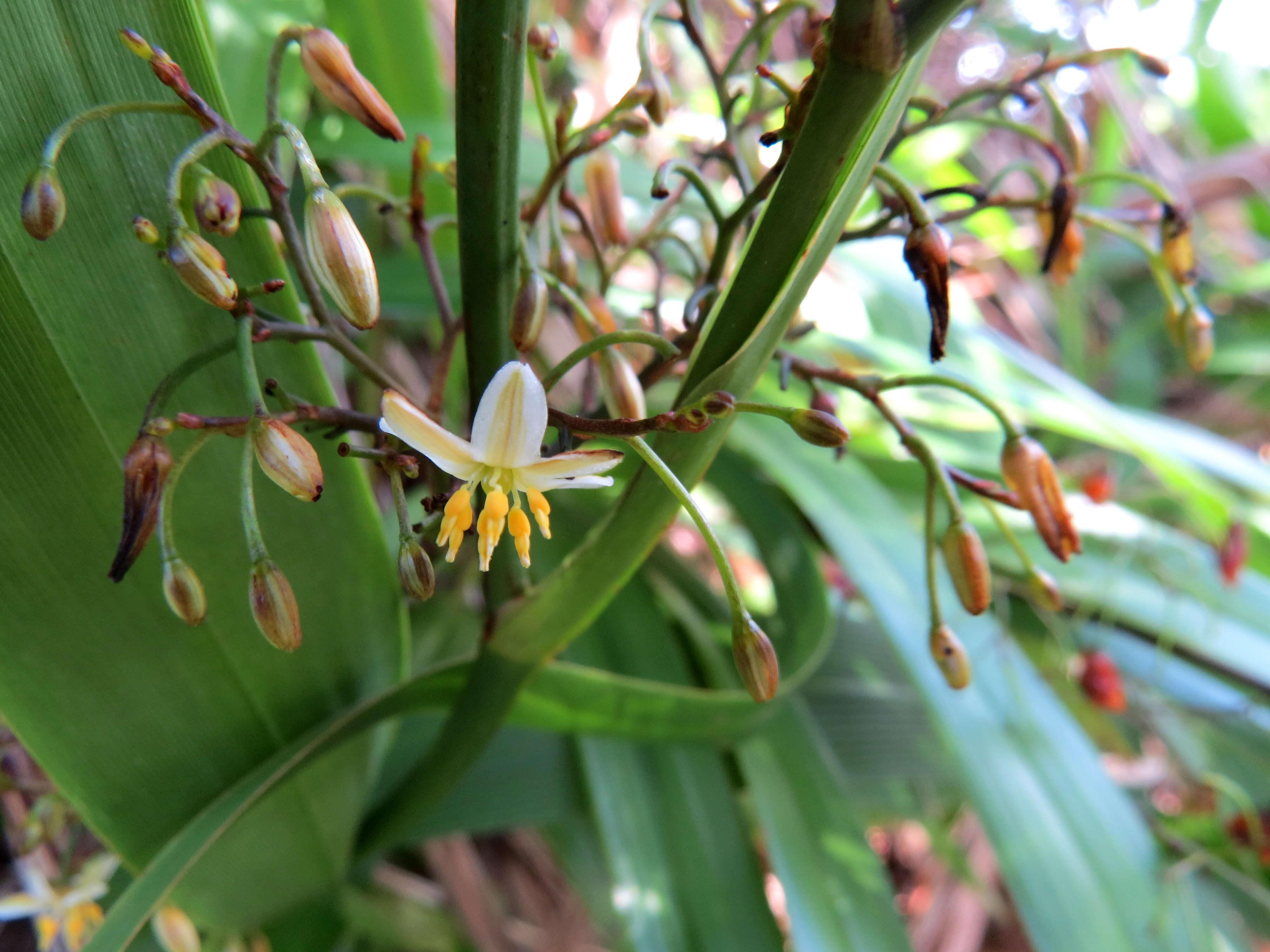 Plancia ëd Dianella sandwicensis Hook. & Arn.