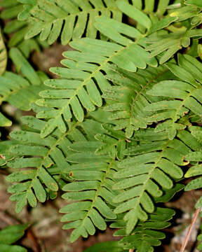 Image of resurrection fern