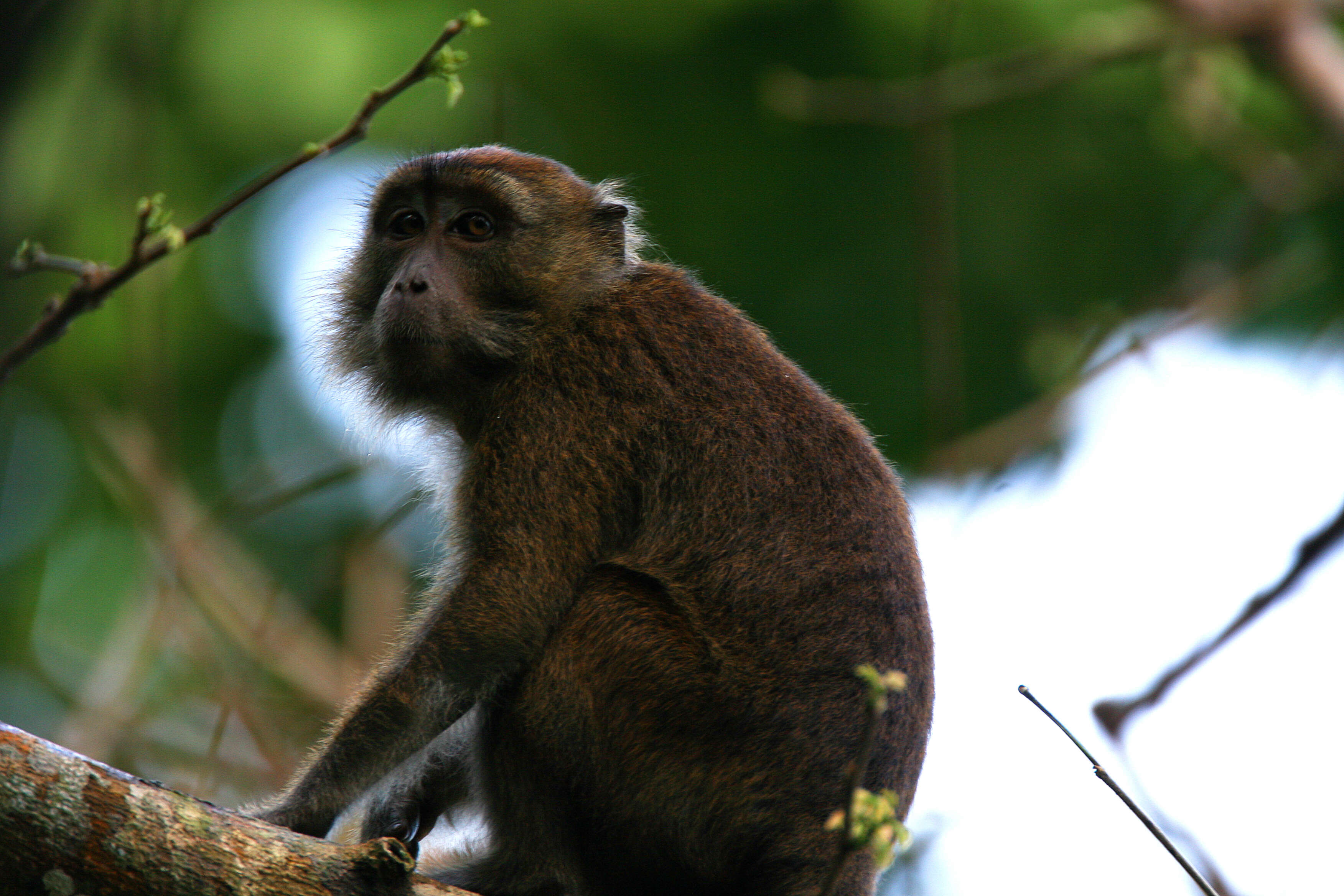 Image of Long-tailed Macaque