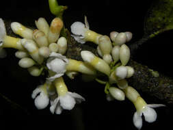 Image of Schlegelia parviflora (Oerst.) Monach.