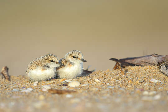 Image of Red-capped Dotterel