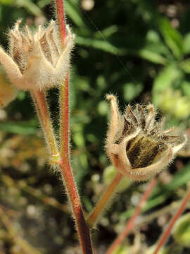 Image of Palmer's Indian mallow