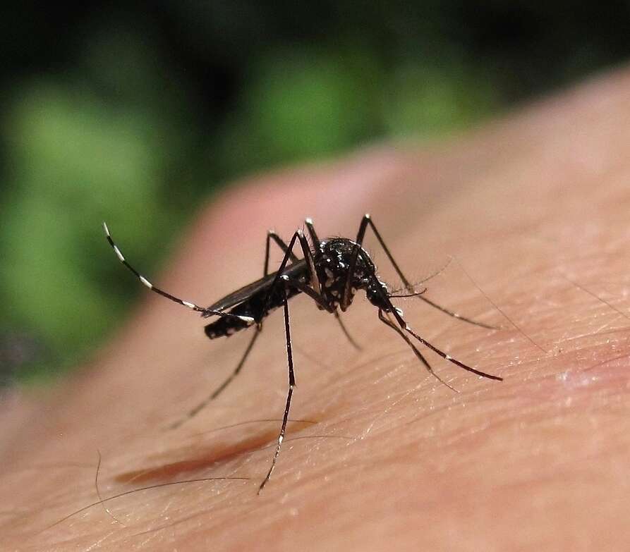 Image of mosquito