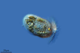 Image of Oligotrichia