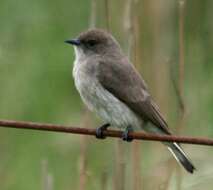 Image of honeyguides