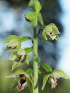 Image of Helleborine