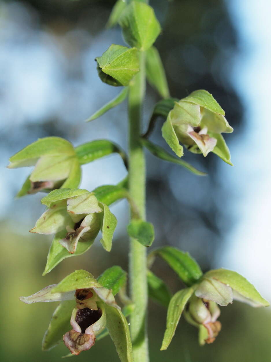 Image de Epipactis helleborine subsp. helleborine