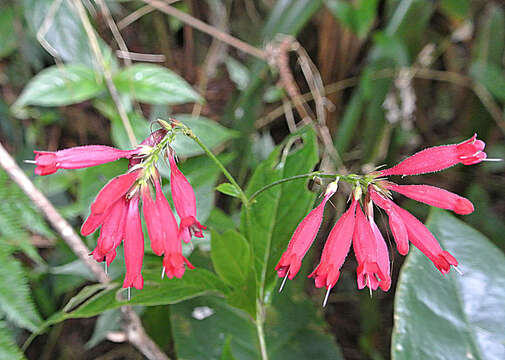 Image of wild petunia