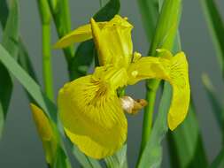 Image of iris