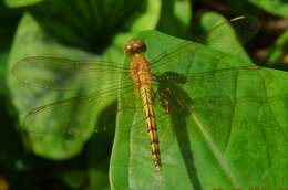 Image of Rainpool Gliders