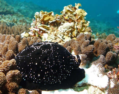 Image of common egg cowrie