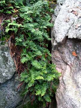 Image of polypody