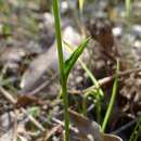 Image of Crinkle-leaved bunny orchid