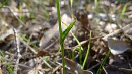 Image of Bunny orchids