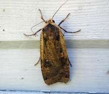 Image of Large Yellow Underwing