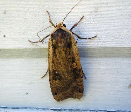 Image of Large Yellow Underwing