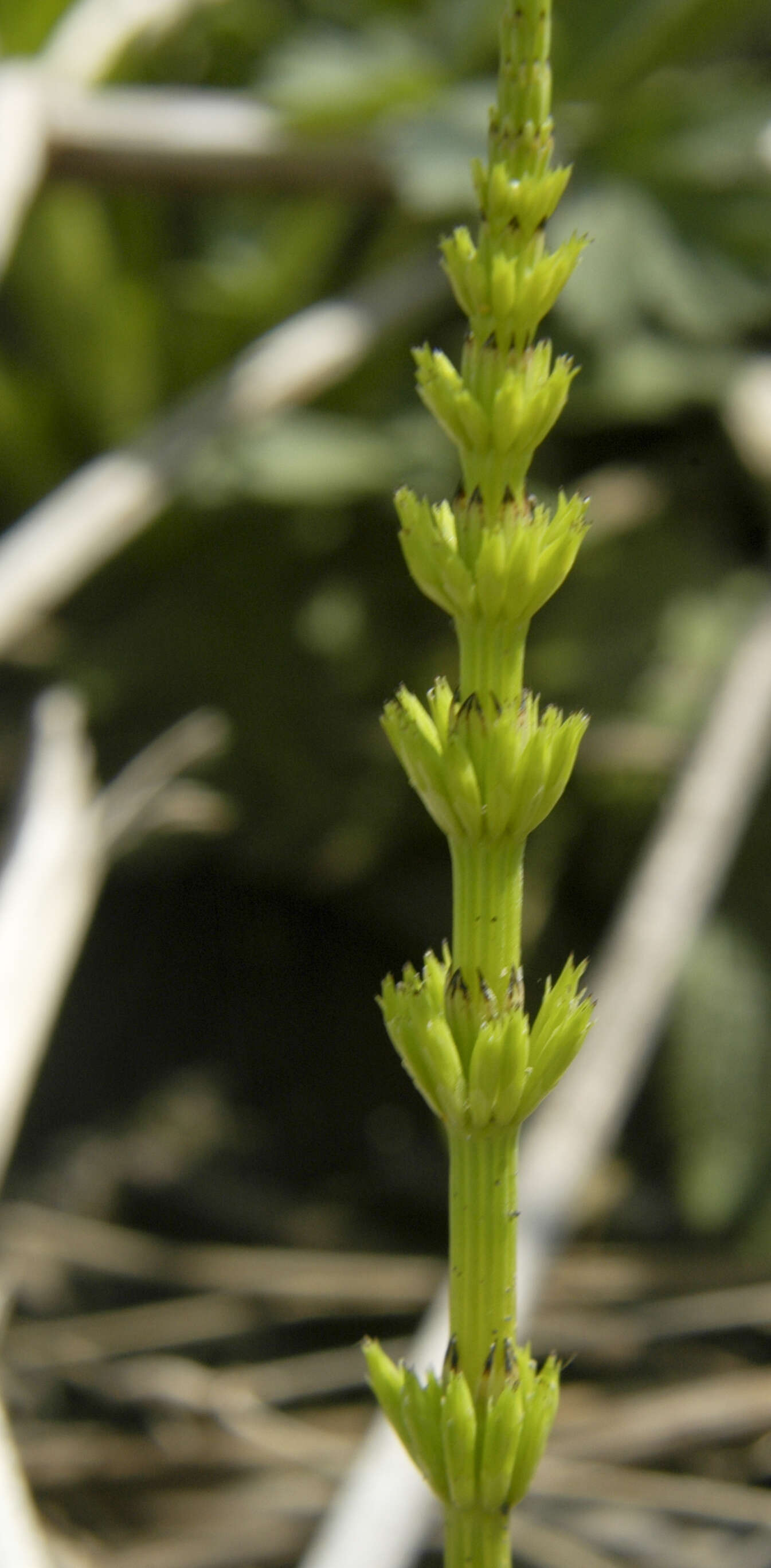 Image of field horsetail