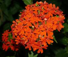 Image of Maltese-cross