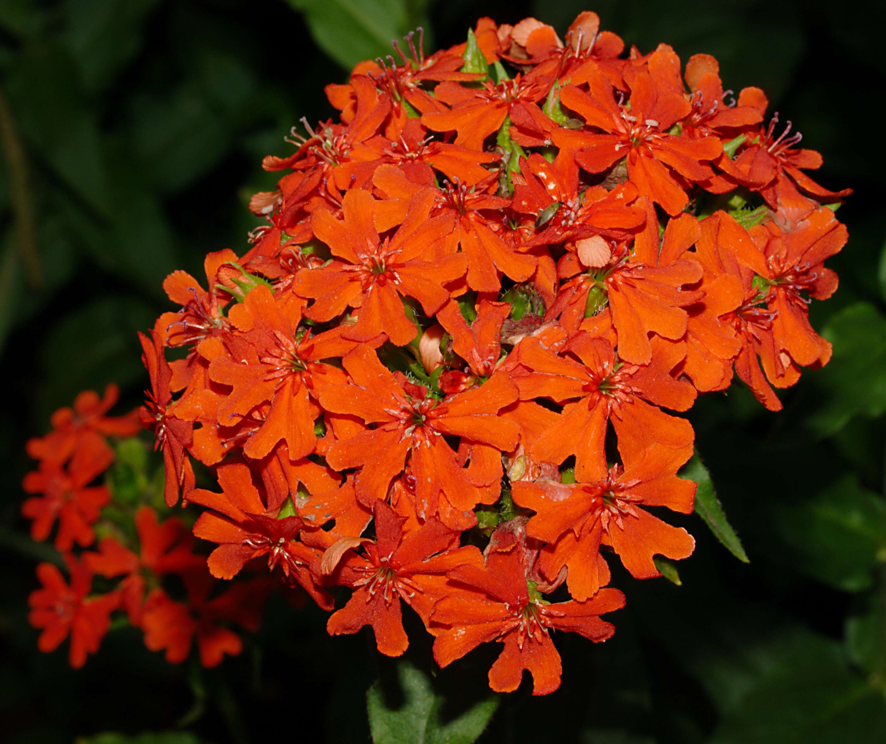 Image of Maltese-cross