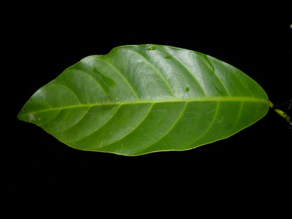 Image de Tovomita longifolia (L. C. Rich.) Hochr.