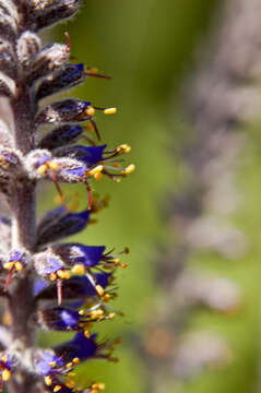 Image of leadplant