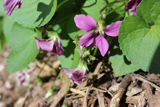 Image of common blue violet