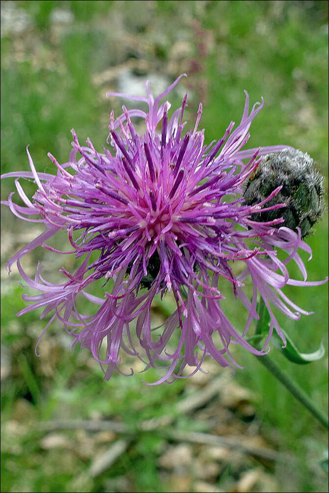 Image of greater knapweed