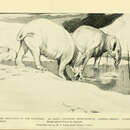 Image of Moeritherium Andrews 1901