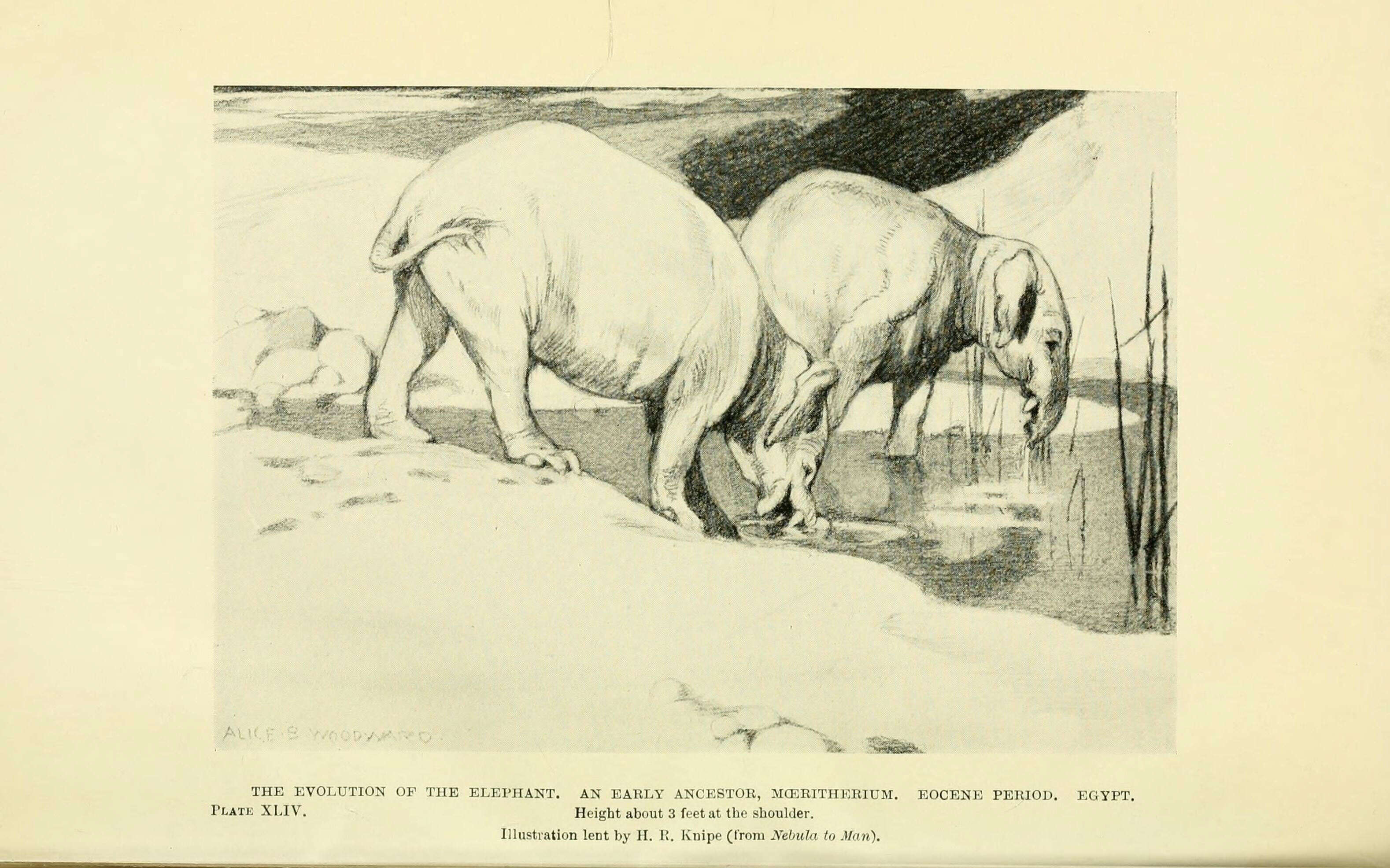 Image of Moeritherium Andrews 1901