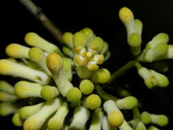 Plancia ëd Strychnos peckii B. L. Robinson