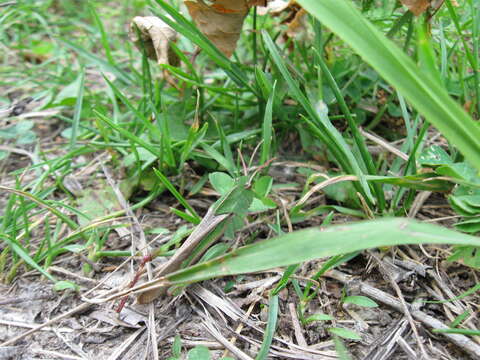 Image of Green-striped Grasshopper