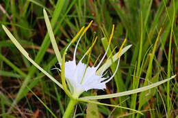 Image of alligatorlily