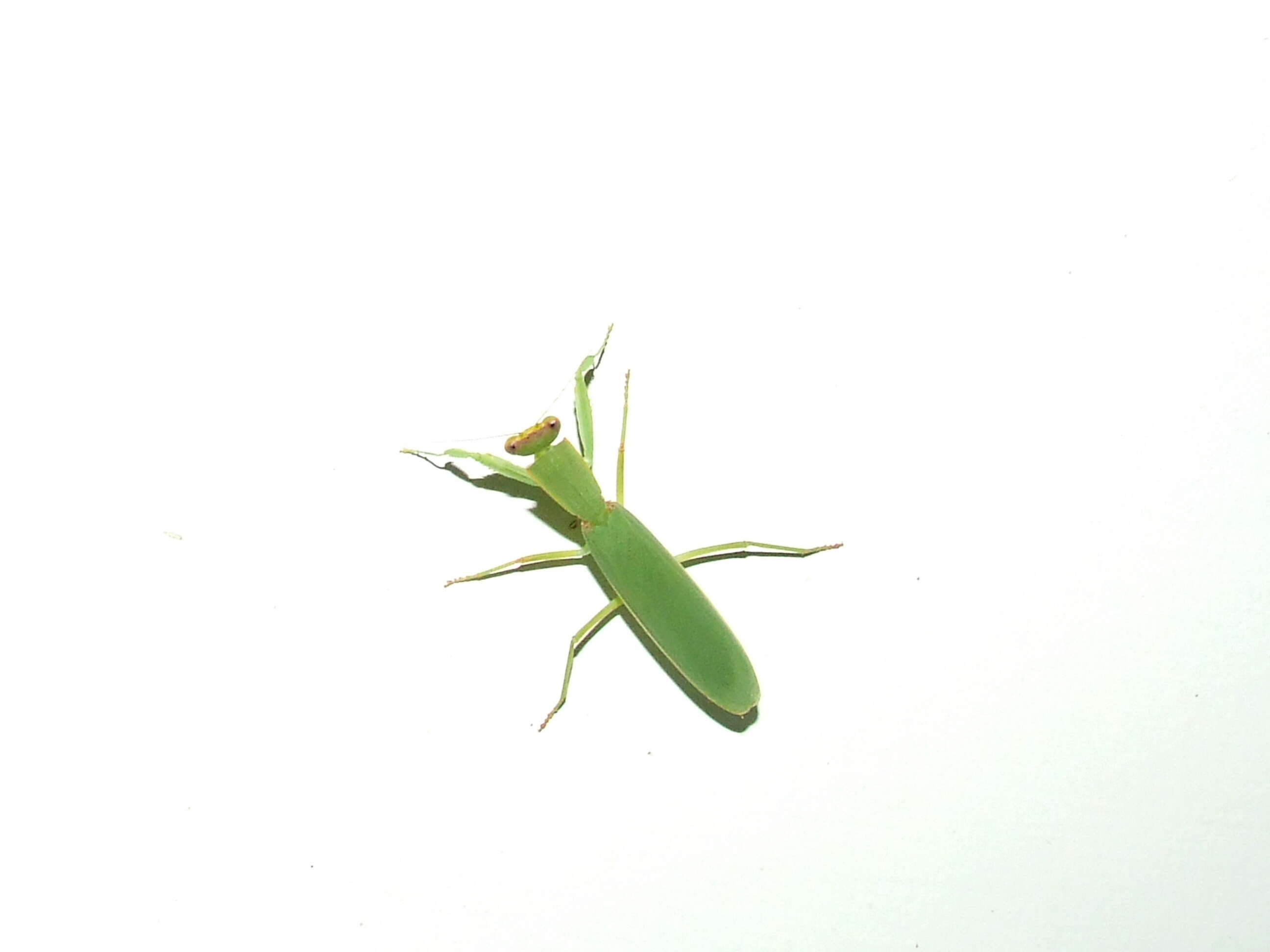 Image of praying mantises