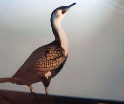 Image of Black Shag