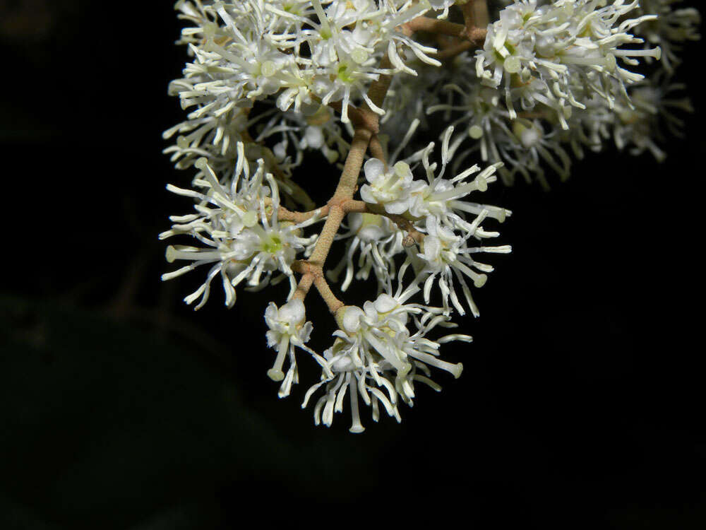 Image of Miconia argentea (Sw.) DC.