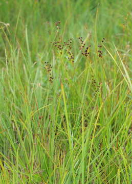 Juncus compressus Jacq. resmi