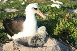 Image of North Pacific albatross