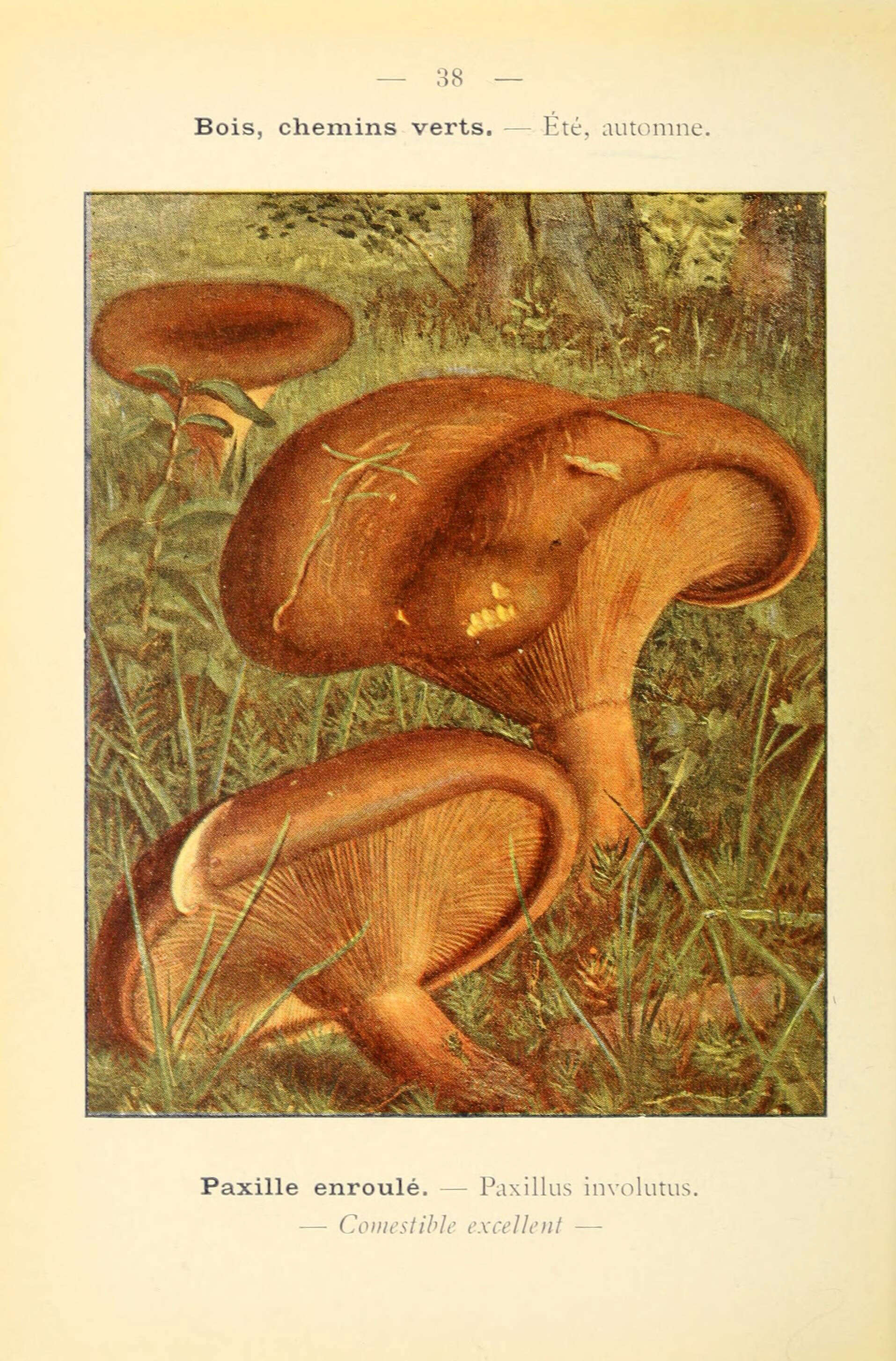 Image of Paxillaceae