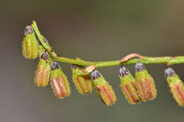 Image of water milfoil family