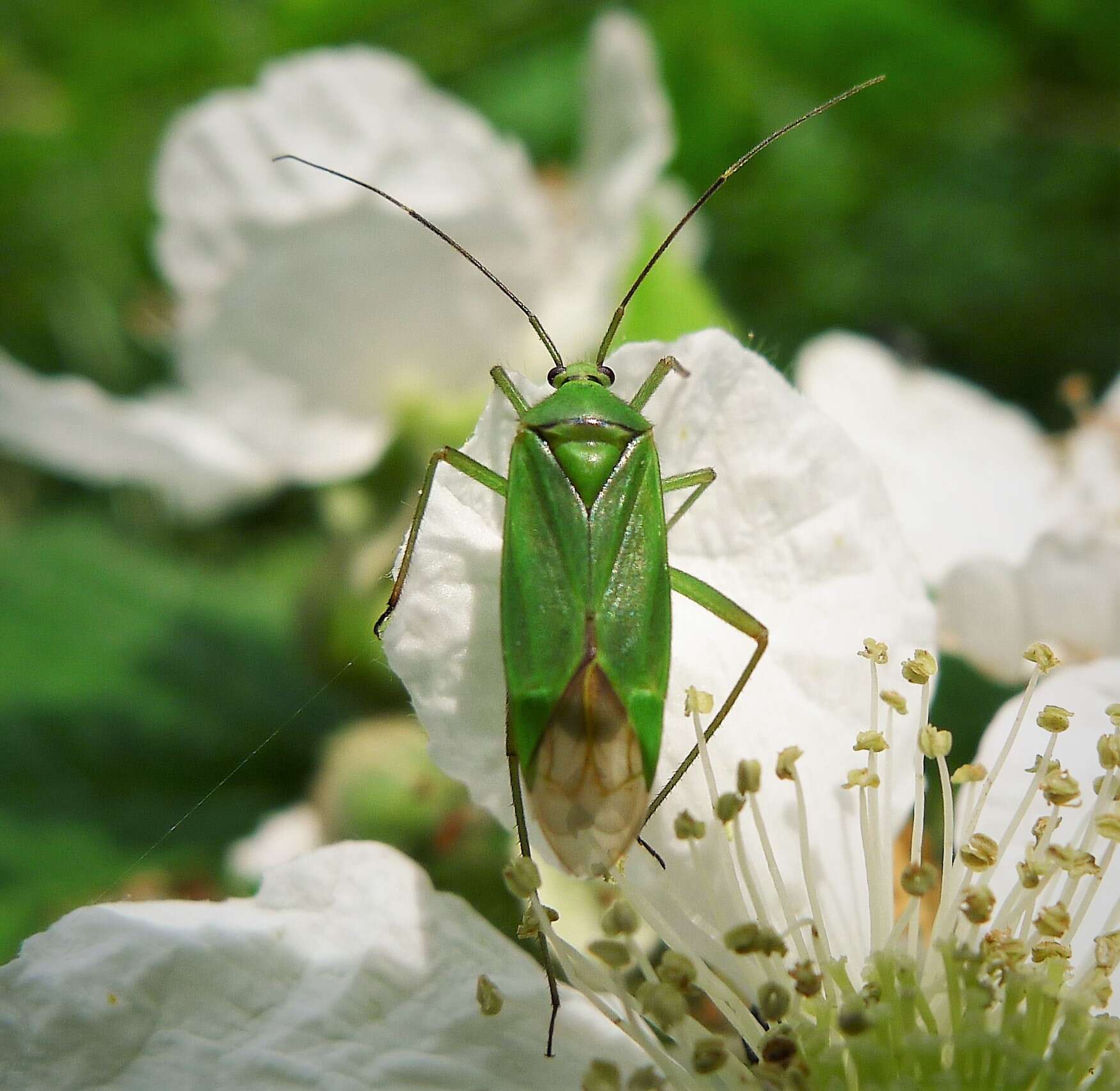 Image of Calocoris alpestris (Meyer-Dur 1843)