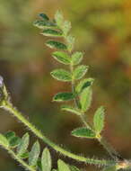 Image of Astragalus stella L.