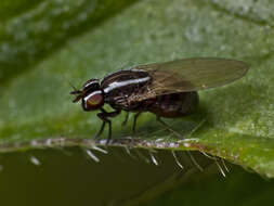 Image of Poecilohetaerus aquilus Schneider 1991