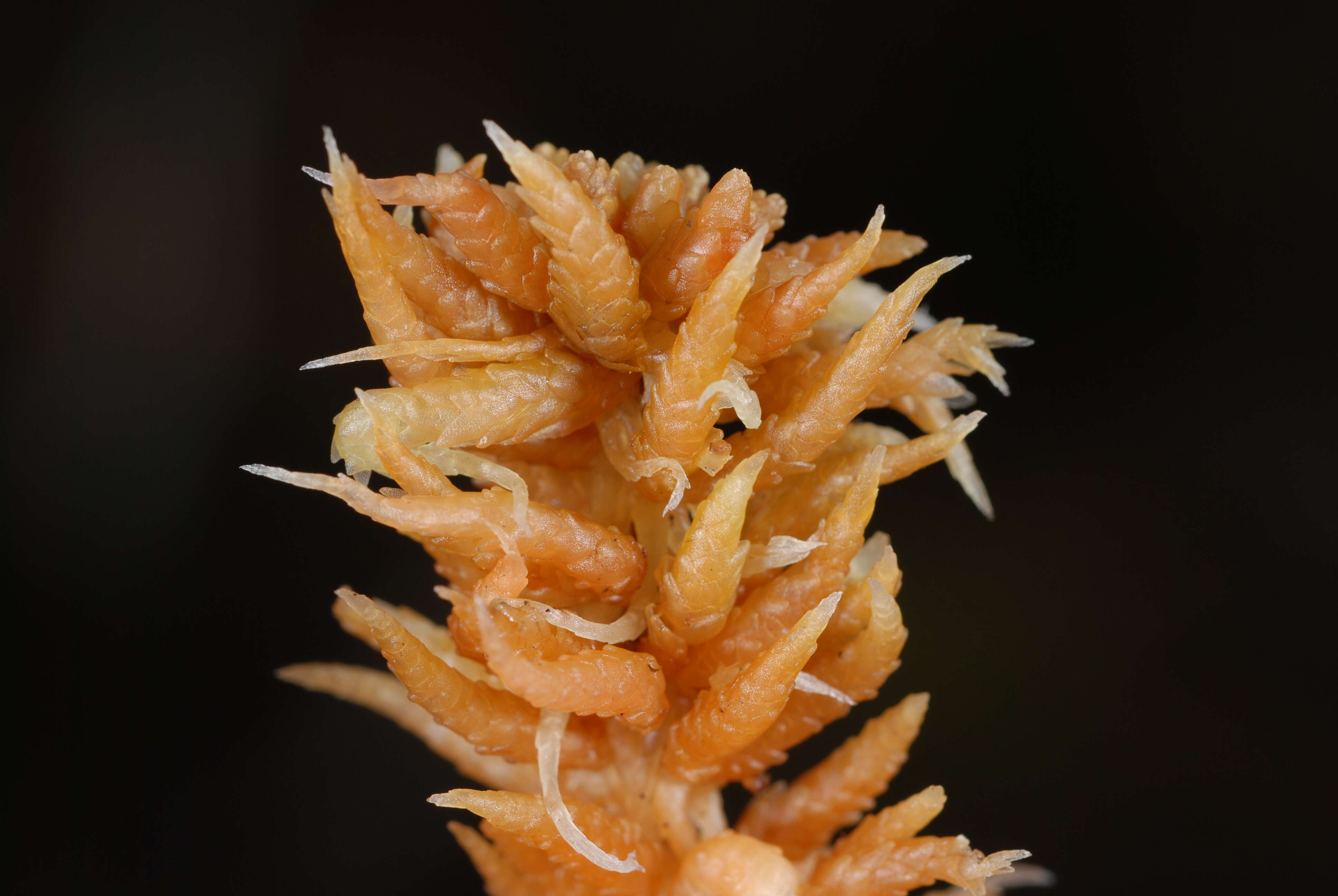 Image of Sphagnum cristatum Hampe 1874