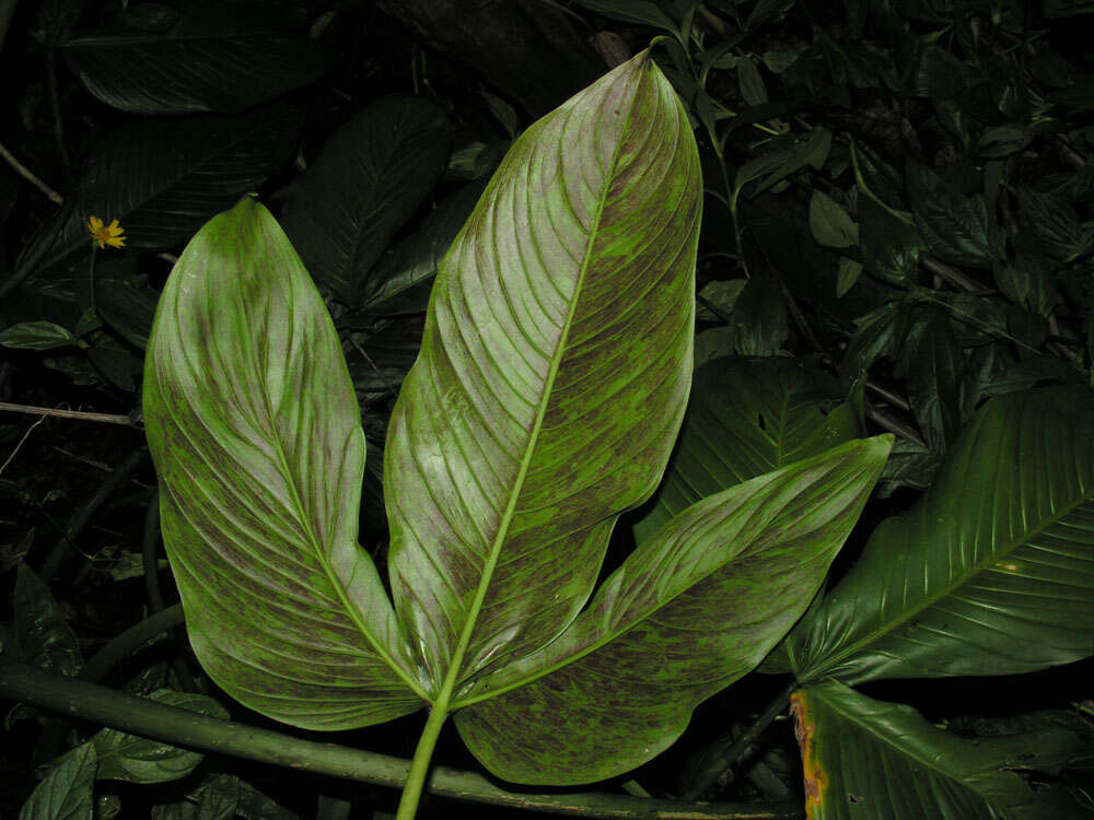 Imagem de Philodendron tripartitum (Jacq.) Schott