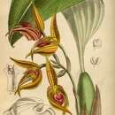 Bulbophyllum uniflorum (Blume) Hassk.的圖片
