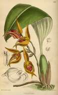 Image de Bulbophyllum uniflorum (Blume) Hassk.